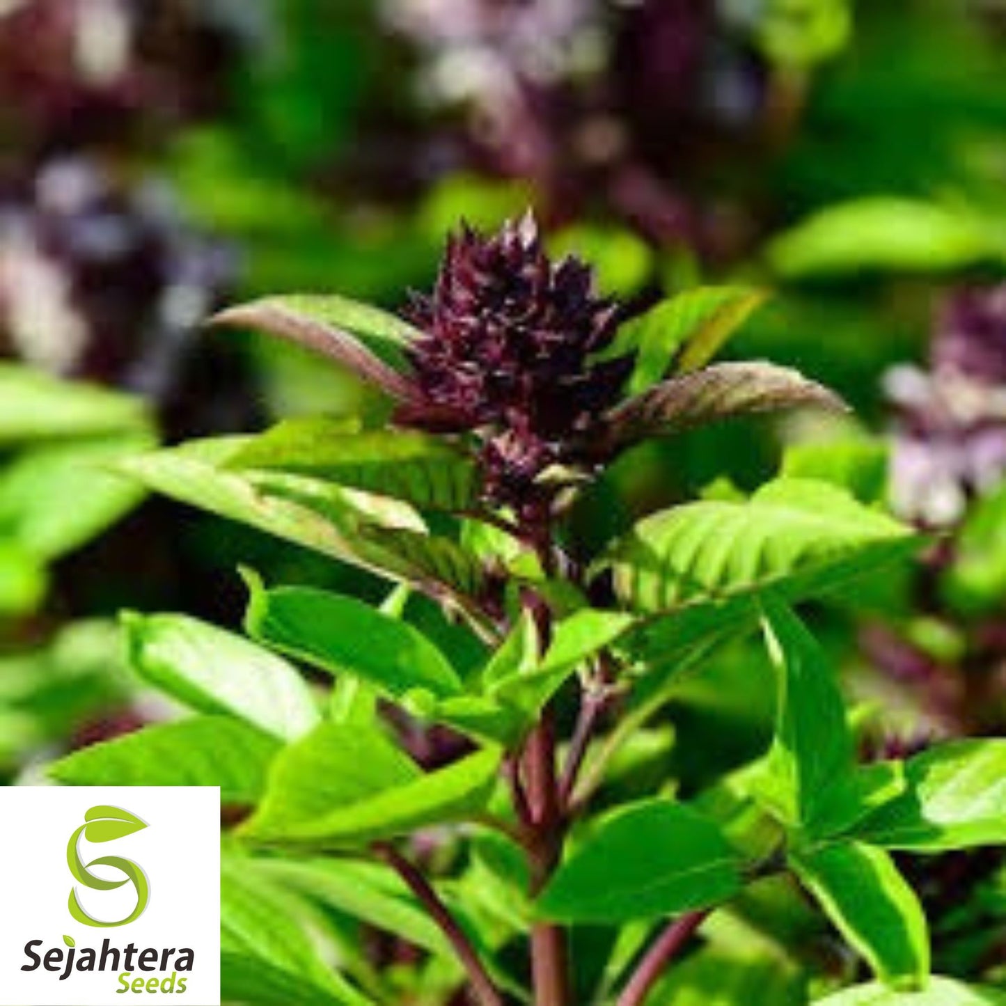 200+ Siam Queen Basil Seeds - Ocimum Thyrsiflora, Thai Herb, Non-GMO