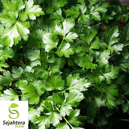 Dark Green Italian Parsley Seeds 1000+ | Flat Leaf Herb NON-GMO Garden USA