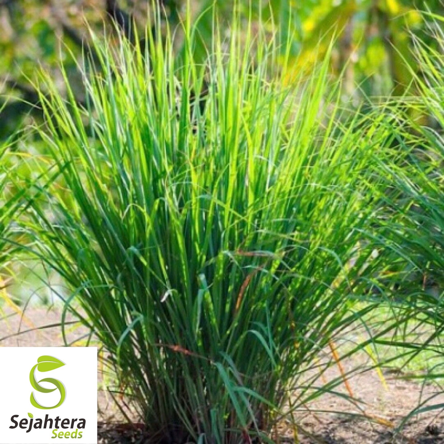 50+ Lemon Grass Seeds (Cymbopogon citratus) - Non-GMO, Fresh & Aromatic Herb