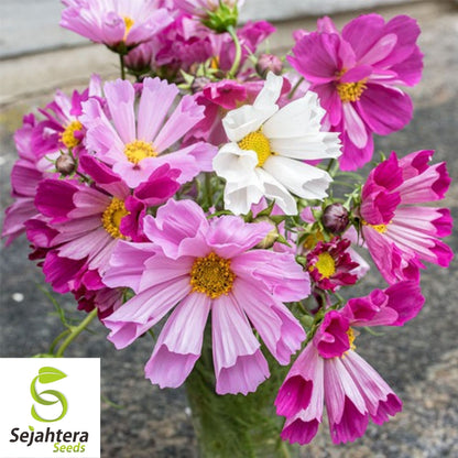 Cosmos Sea Shells Mix Seeds 100 Ct | Mixed Colors Cut Flower Garden USA