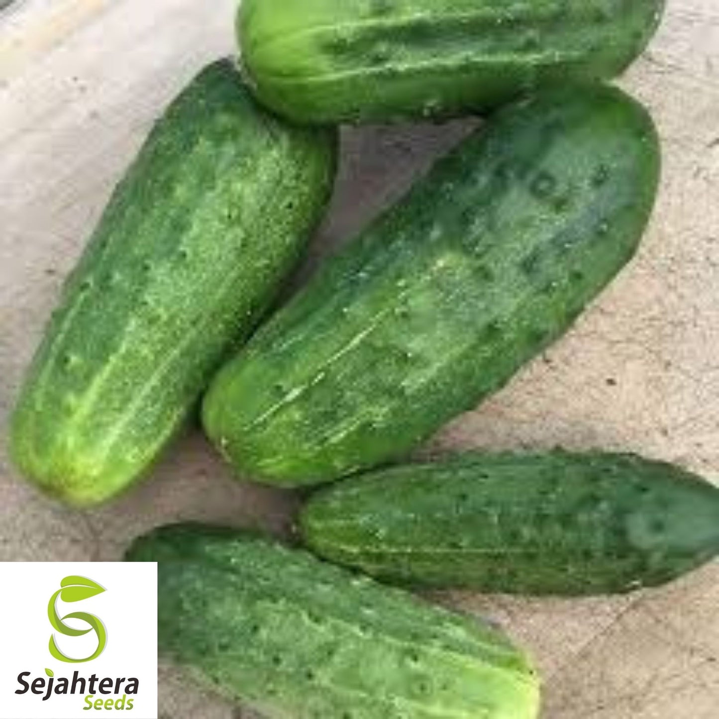 National Pickling Cucumber Seeds 50+ | Heirloom Vegetable NON-GMO USA