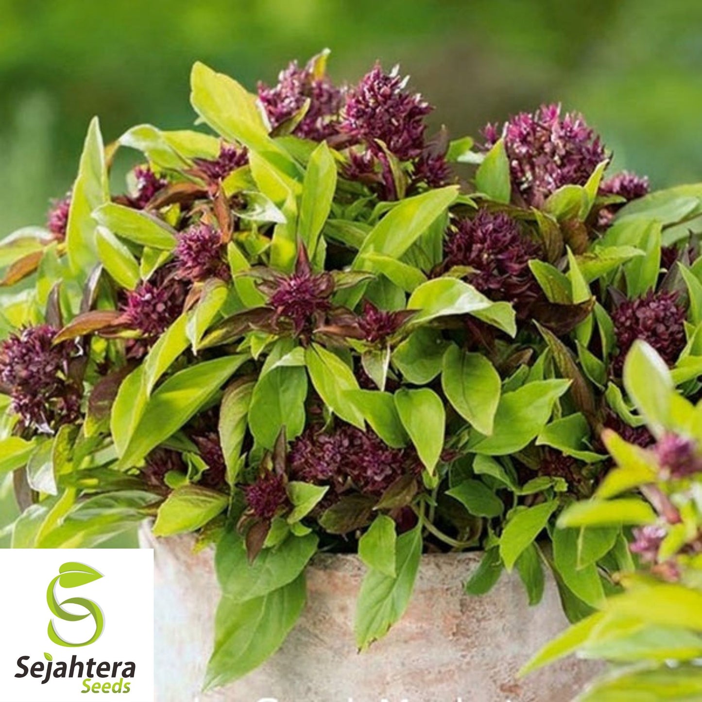 200+ Siam Queen Basil Seeds - Ocimum Thyrsiflora, Thai Herb, Non-GMO