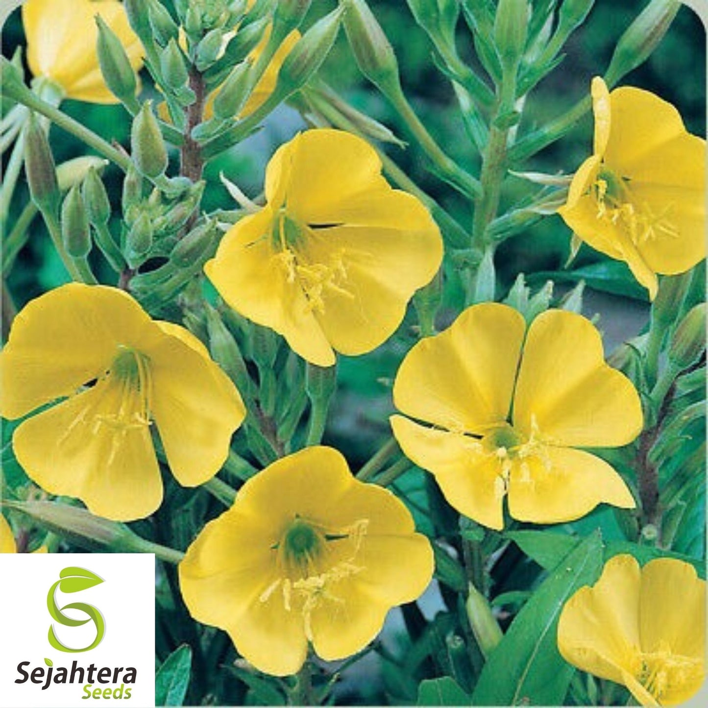 Evening Primrose Seeds 500+ | Yellow Dwarf Perennial Flowers USA