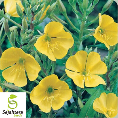 Evening Primrose Seeds 500+ | Yellow Dwarf Perennial Flowers USA