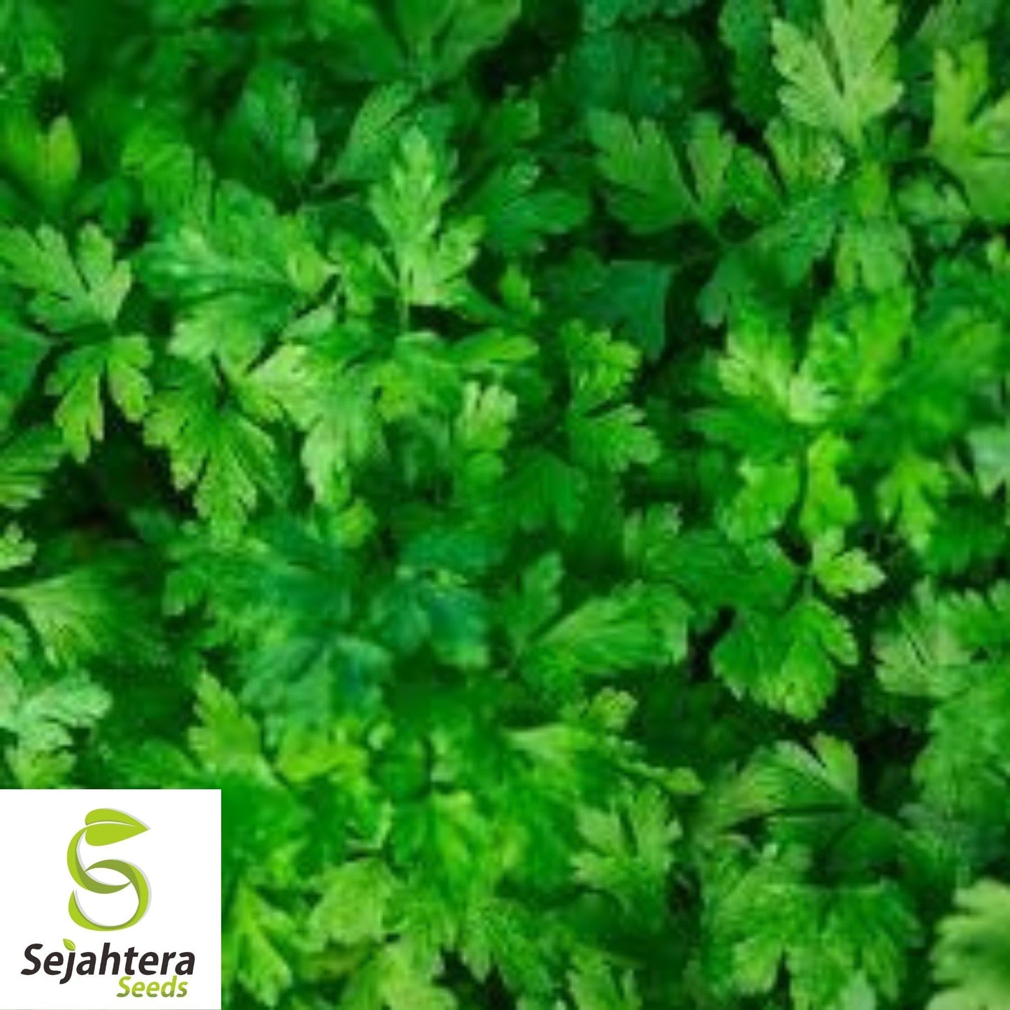 Dark Green Italian Parsley Seeds 1000+ | Flat Leaf Herb NON-GMO Garden USA