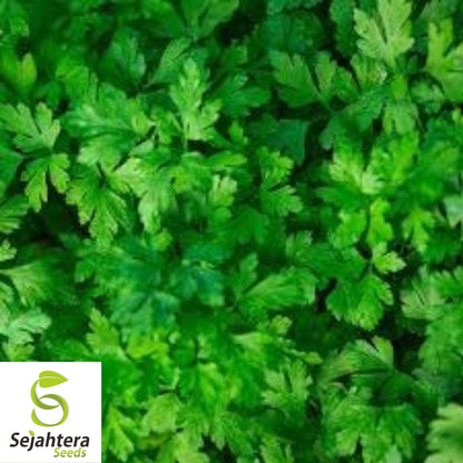 Dark Green Italian Parsley Seeds 1000+ | Flat Leaf Herb NON-GMO Garden USA