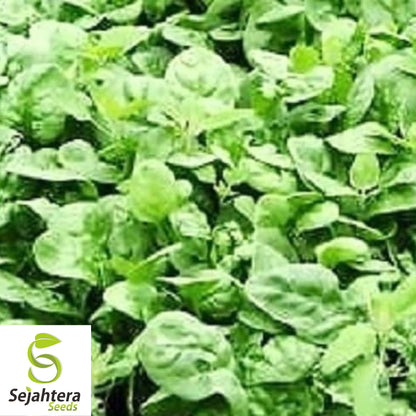 150+ Giant Noble Spinach Seeds - Non-GMO, Heirloom, Tender & Nutritious