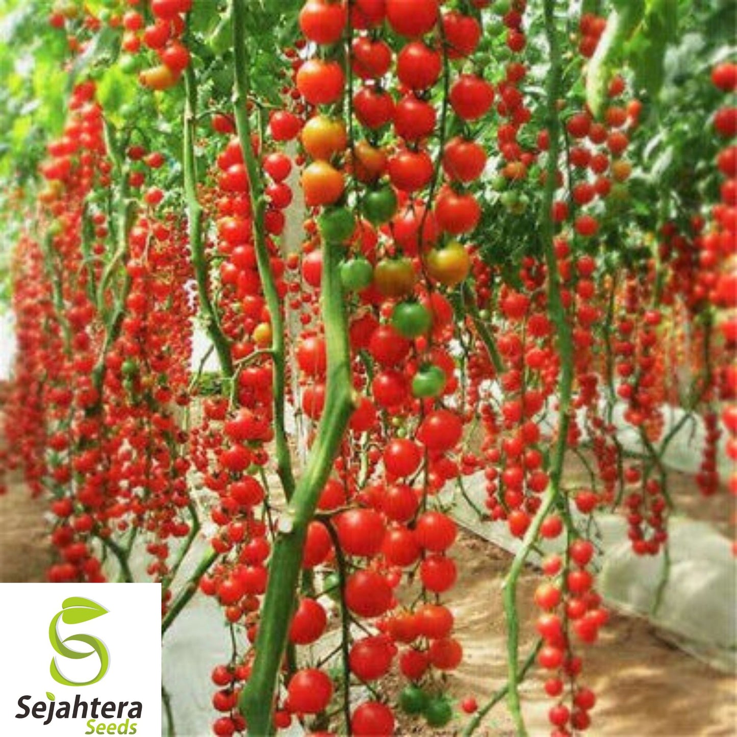120+ Waterfall Tomato Seeds - Heirloom, Organic, Non-GMO, Sweet & High-Yield