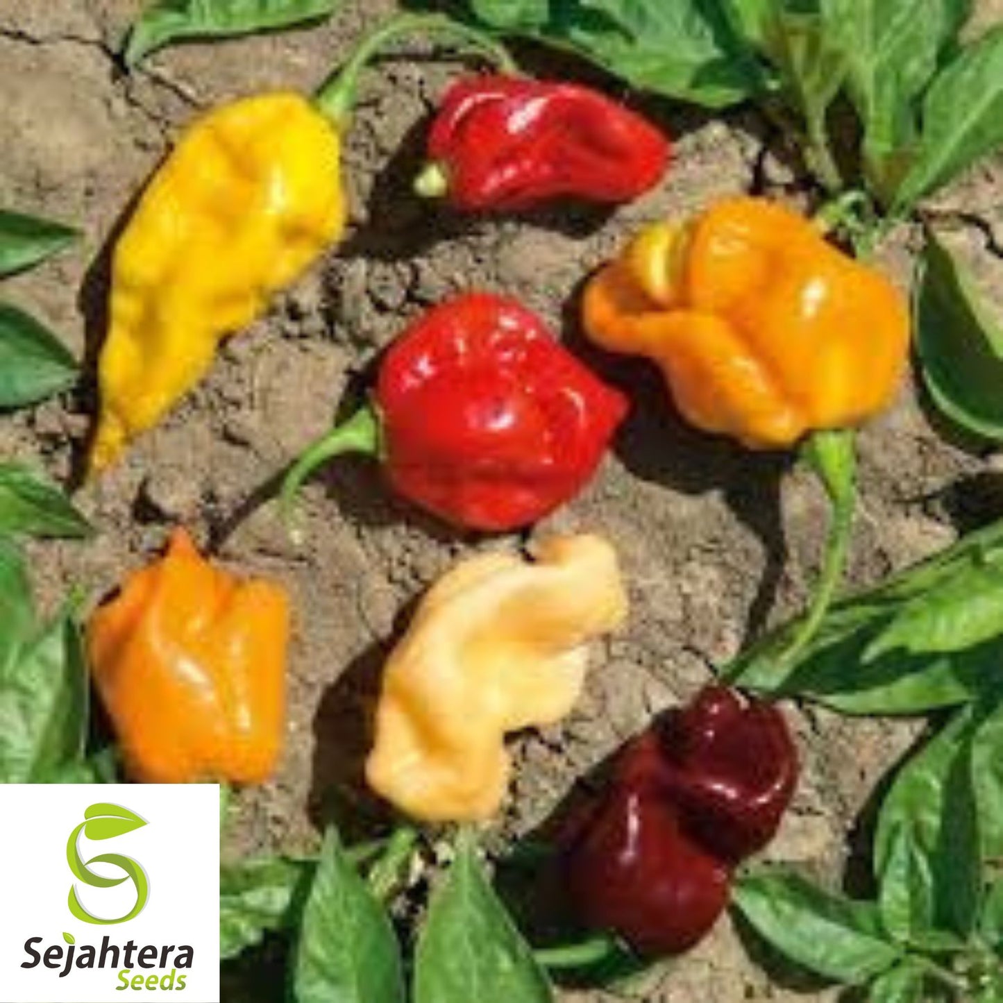 Hot and Happy Pepper Mix Seeds - 100+ Heirloom, Large Assortment & Spicy