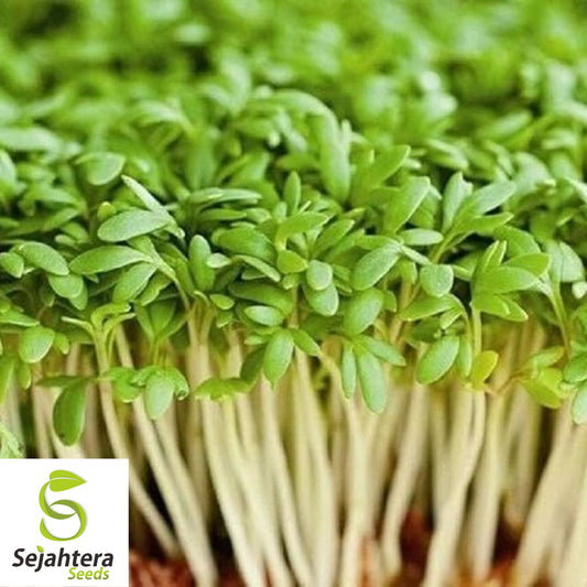 1000+ Curled Garden Cress Seeds | NON-GMO | Microgreens for Salad