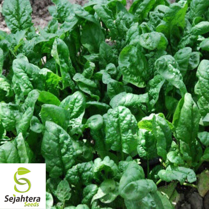 150+ Giant Noble Spinach Seeds - Non-GMO, Heirloom, Tender & Nutritious