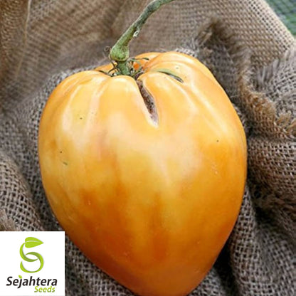 Orange Oxheart Tomato Seeds - 120+ Heirloom, Organic, Non-GMO & Rare
