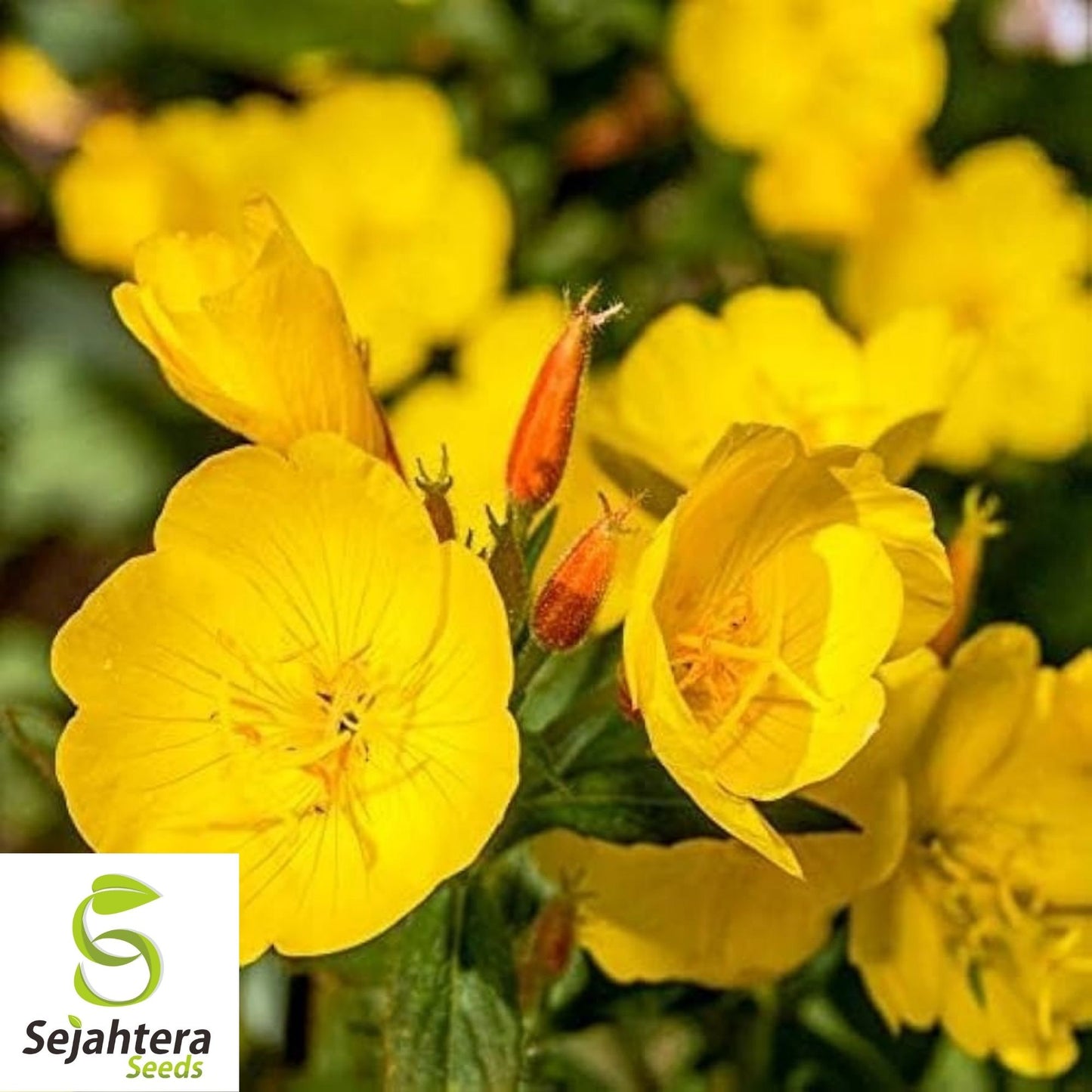 Evening Primrose Seeds 500+ | Yellow Dwarf Perennial Flowers USA