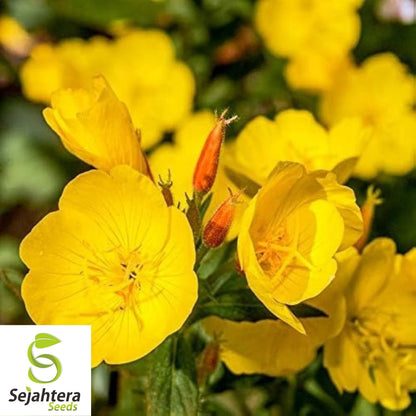 Evening Primrose Seeds 500+ | Yellow Dwarf Perennial Flowers USA