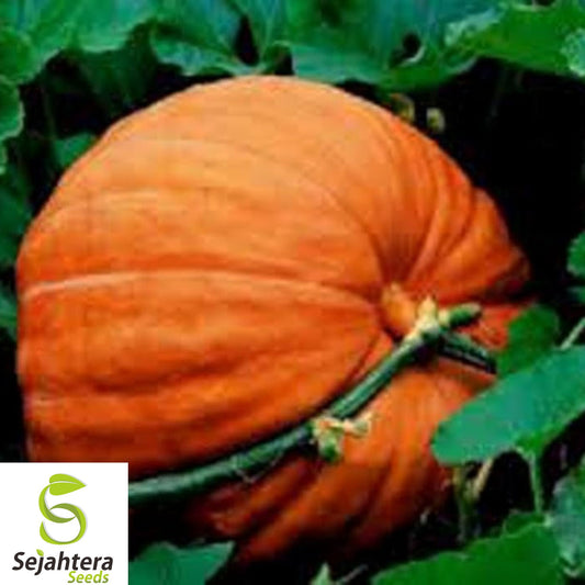 25+ Big Max Pumpkin Seeds - Giant, Heirloom, Non-GMO, Prize-Winning & Fresh