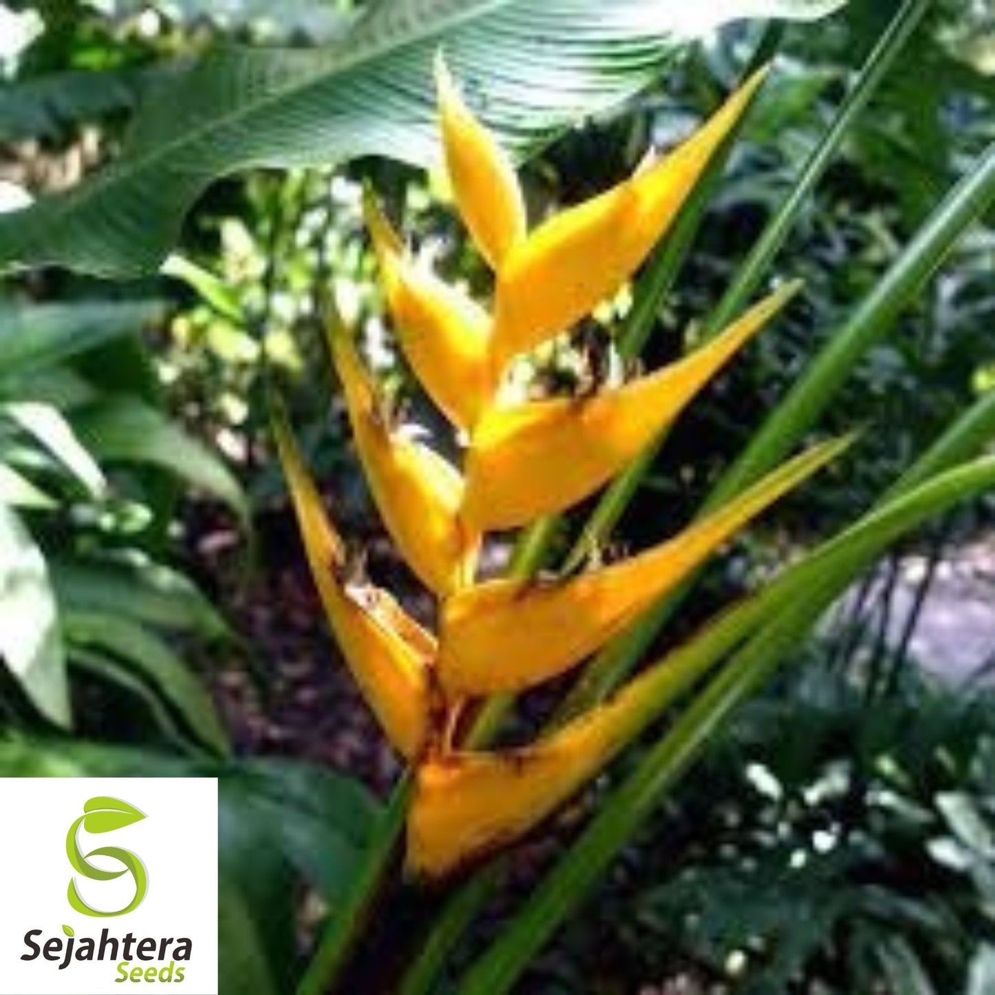 Mayan Gold Heliconia Seeds {Heliconia champneana} Rare 10 Seeds