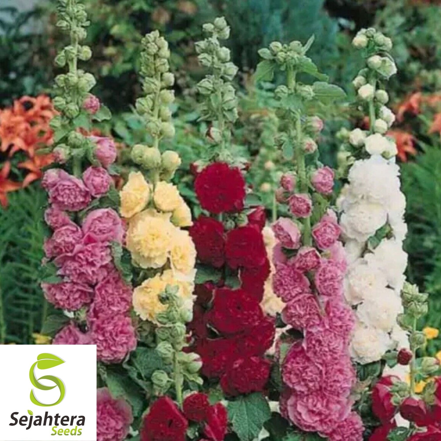 Hollyhock Mix Seeds - 120+ Heirloom - Huge Blooms, Pollinator-Friendly & Rare