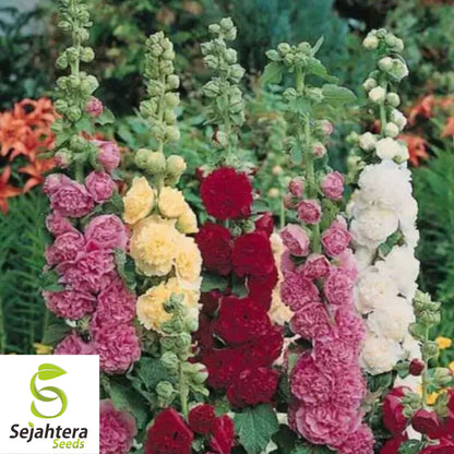 Hollyhock Mix Seeds - 120+ Heirloom - Huge Blooms, Pollinator-Friendly & Rare