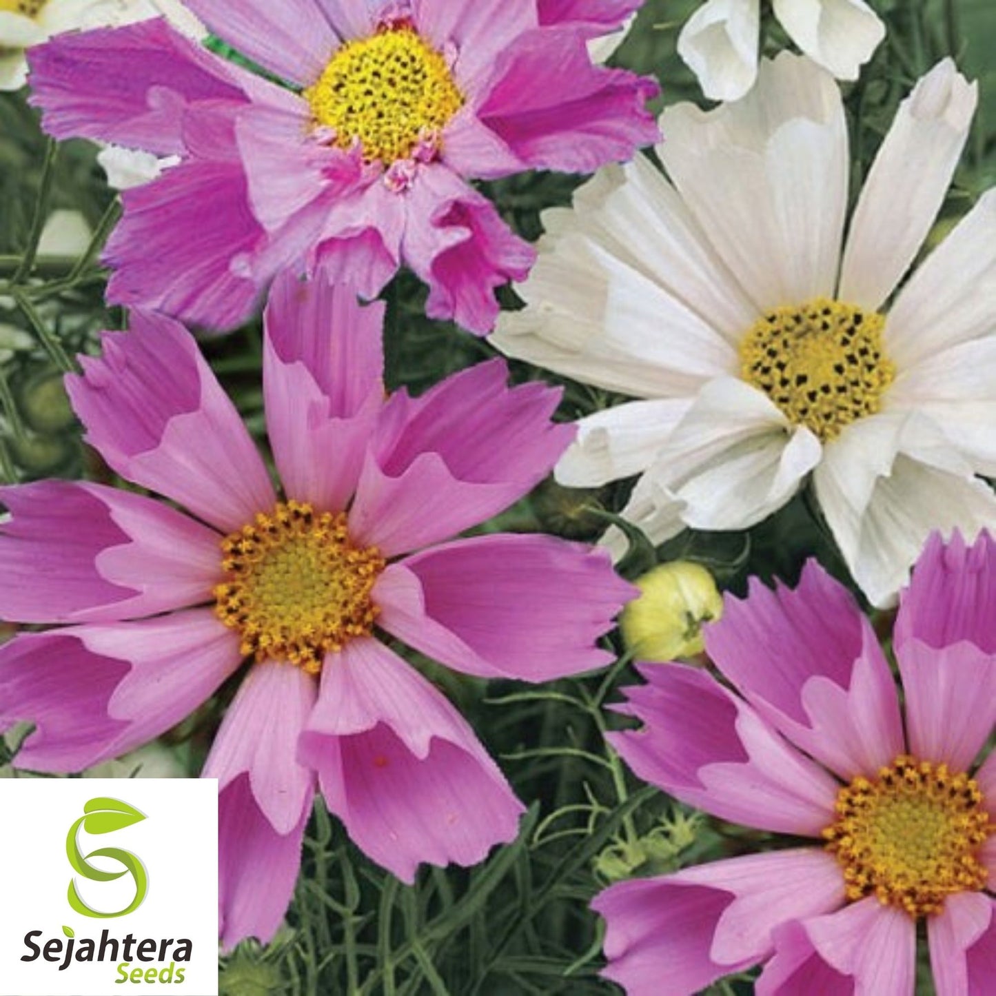 Cosmos Sea Shells Mix Seeds 100 Ct | Mixed Colors Cut Flower Garden USA