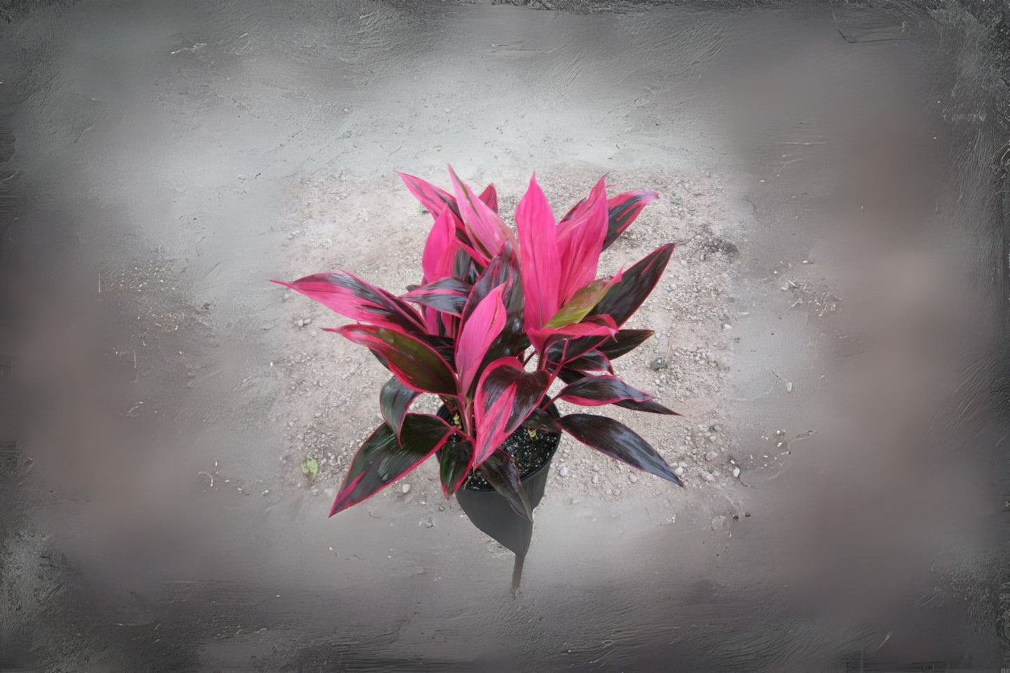 Cordyline fruticosa 'Red Sister' Ti Plant in 10" Pot | Tropical Houseplant | Cordyline Terminalis | Dracaena Terminalis