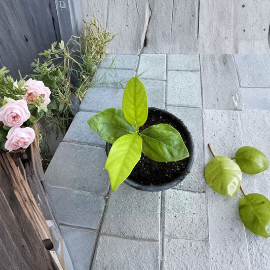 Black Sapote Tree – Diospyros digyna Seed Grown Plant | 1 Gallon Pot | Chocolate Pudding Fruit  Tropical Fruit Tree | Backyard Friendly | Rare Edible Variety
