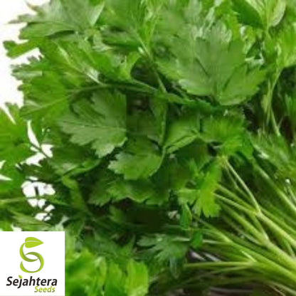 Dark Green Italian Parsley Seeds 1000+ | Flat Leaf Herb NON-GMO Garden USA