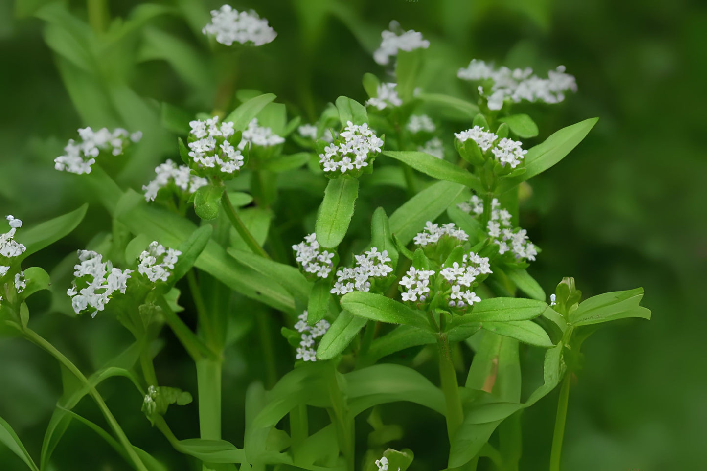 Common Cornsalad Corn Salad Field Lambs Lettuce Lewiston Rapunzel (Valerianella locusta)