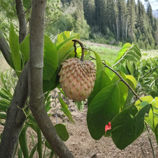 Lisa Atemoya – Annona atemoya ‘Lisa’ Live Grafted Plant | 1 Foot Tall | Ships in 3 Gallon or 6" Pot  Sweet Creamy Fruit | Hybrid Annona | Tropical Backyard Favorite