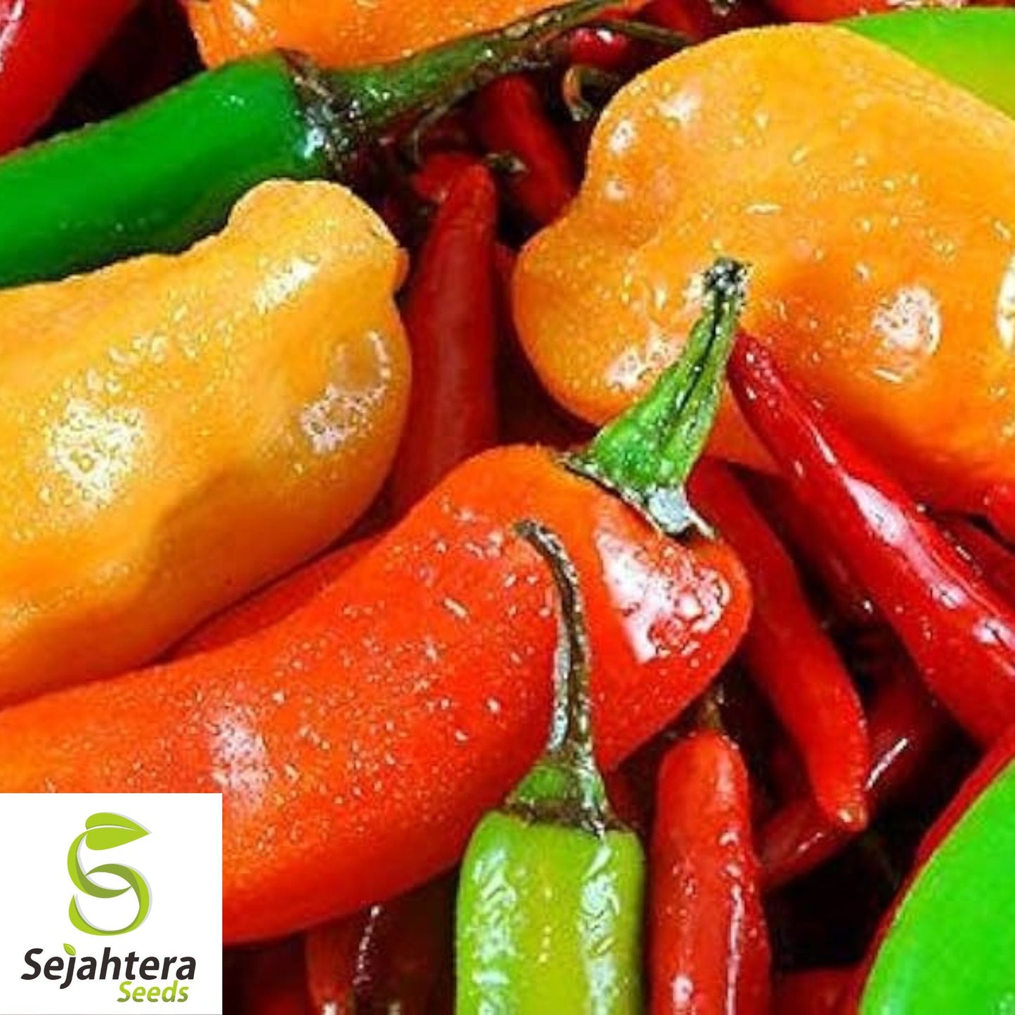 Hot and Happy Pepper Mix Seeds - 100+ Heirloom, Large Assortment & Spicy
