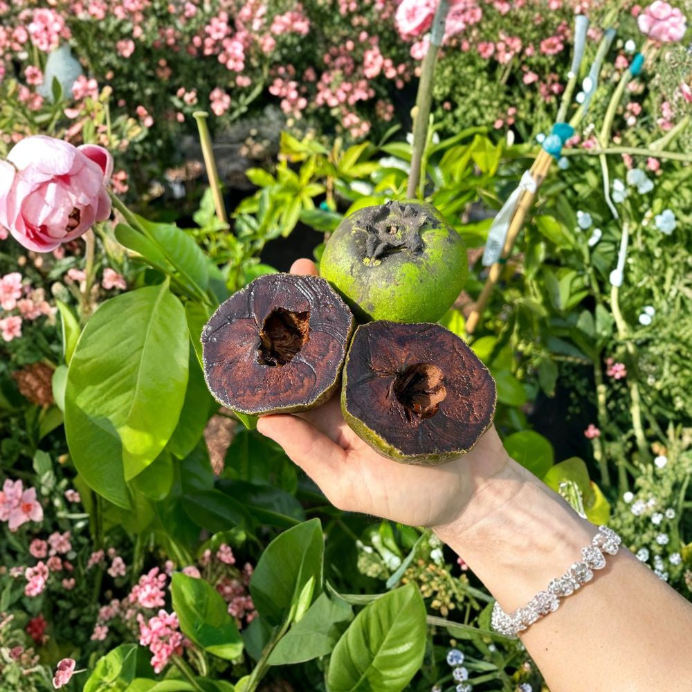 Black Sapote Tree – Diospyros digyna Seed Grown Plant | 1 Gallon Pot | Chocolate Pudding Fruit  Tropical Fruit Tree | Backyard Friendly | Rare Edible Variety