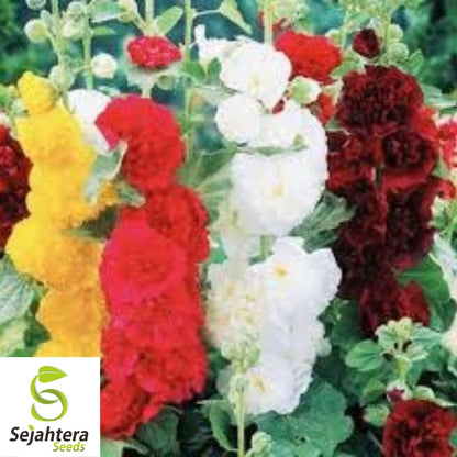Hollyhock Mix Seeds - 120+ Heirloom - Huge Blooms, Pollinator-Friendly & Rare
