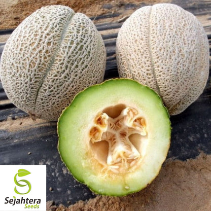 Rocky Ford Cantaloupe Seeds 50+ | Green Flesh Eden Gem Melon Fruit USA