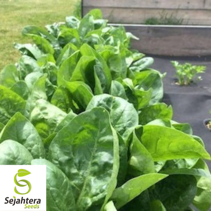 150+ Giant Noble Spinach Seeds - Non-GMO, Heirloom, Tender & Nutritious