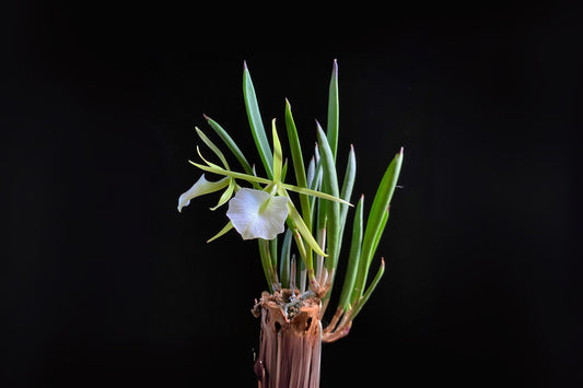 Brassavola Nodosa Orchid in 8" Clay Pot - Beautiful White Flowers, Easy Care Orchid (Brassavola nodosa) for Home Garden
