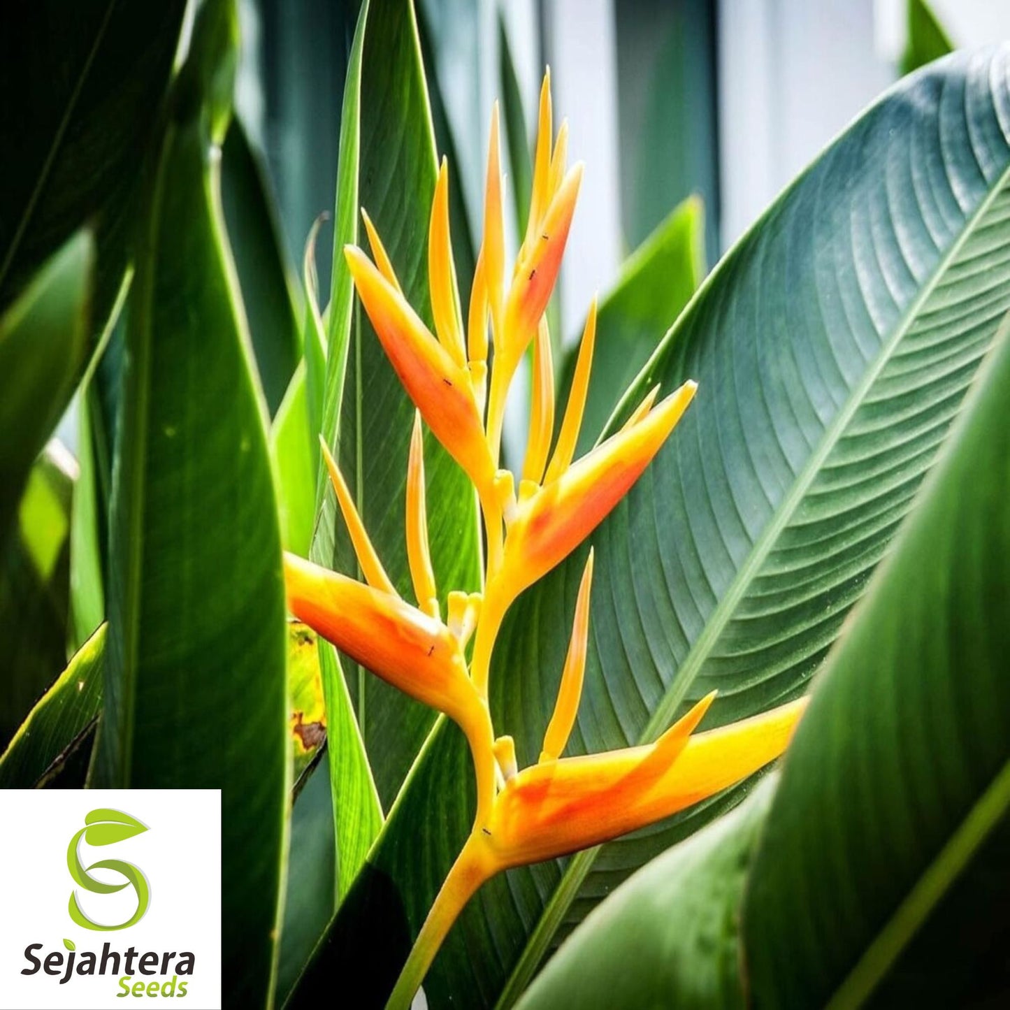Mayan Gold Heliconia Seeds {Heliconia champneana} Rare 10 Seeds