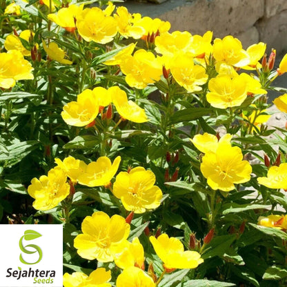 Evening Primrose Seeds 500+ | Yellow Dwarf Perennial Flowers USA
