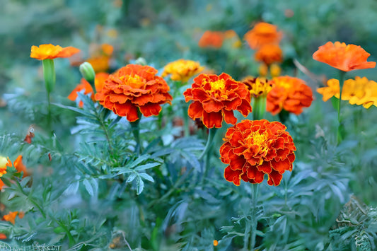 French Marigold (Tagetes patula)