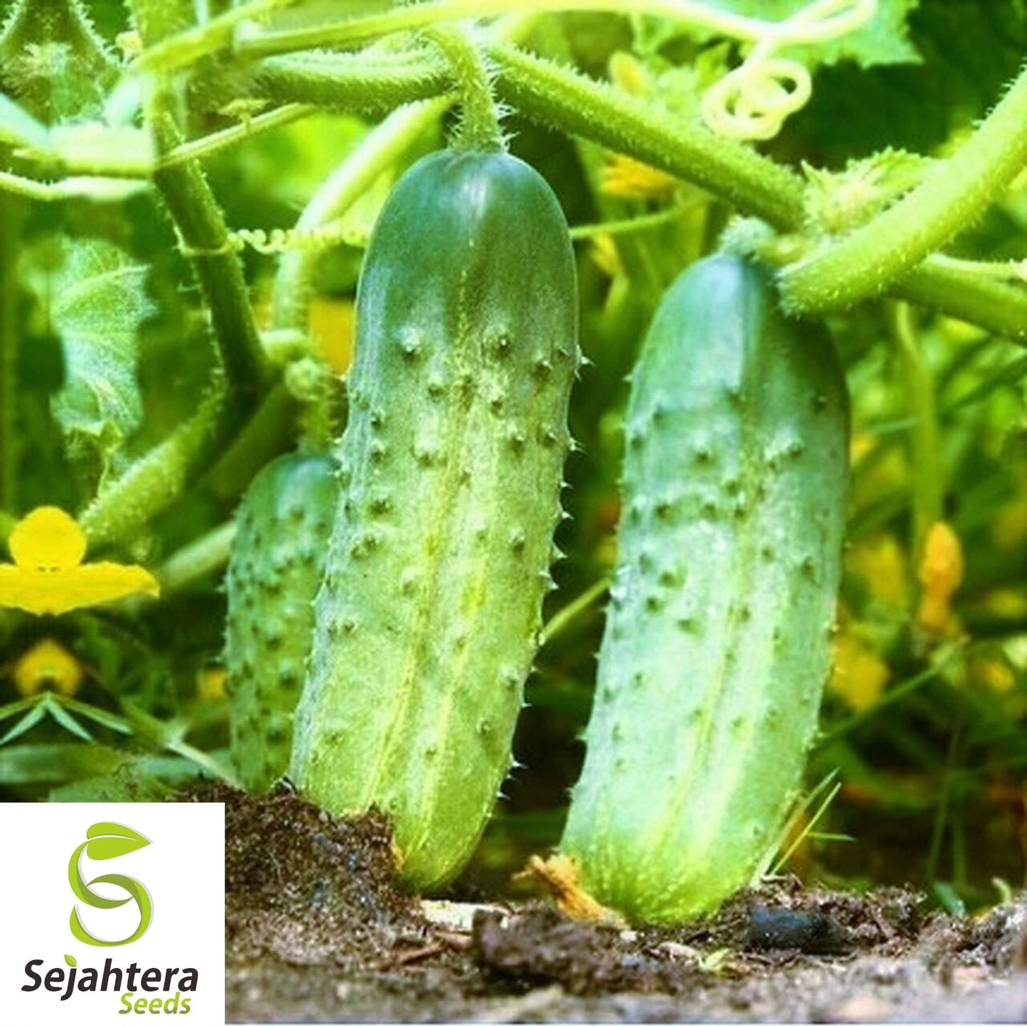 National Pickling Cucumber Seeds 50+ | Heirloom Vegetable NON-GMO USA