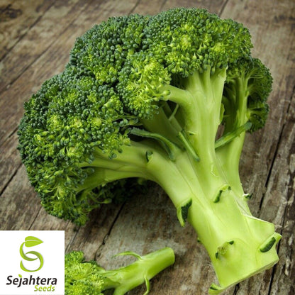 500 Waltham 29 Broccoli Seeds - Non-GMO, Heirloom Garden Vegetable