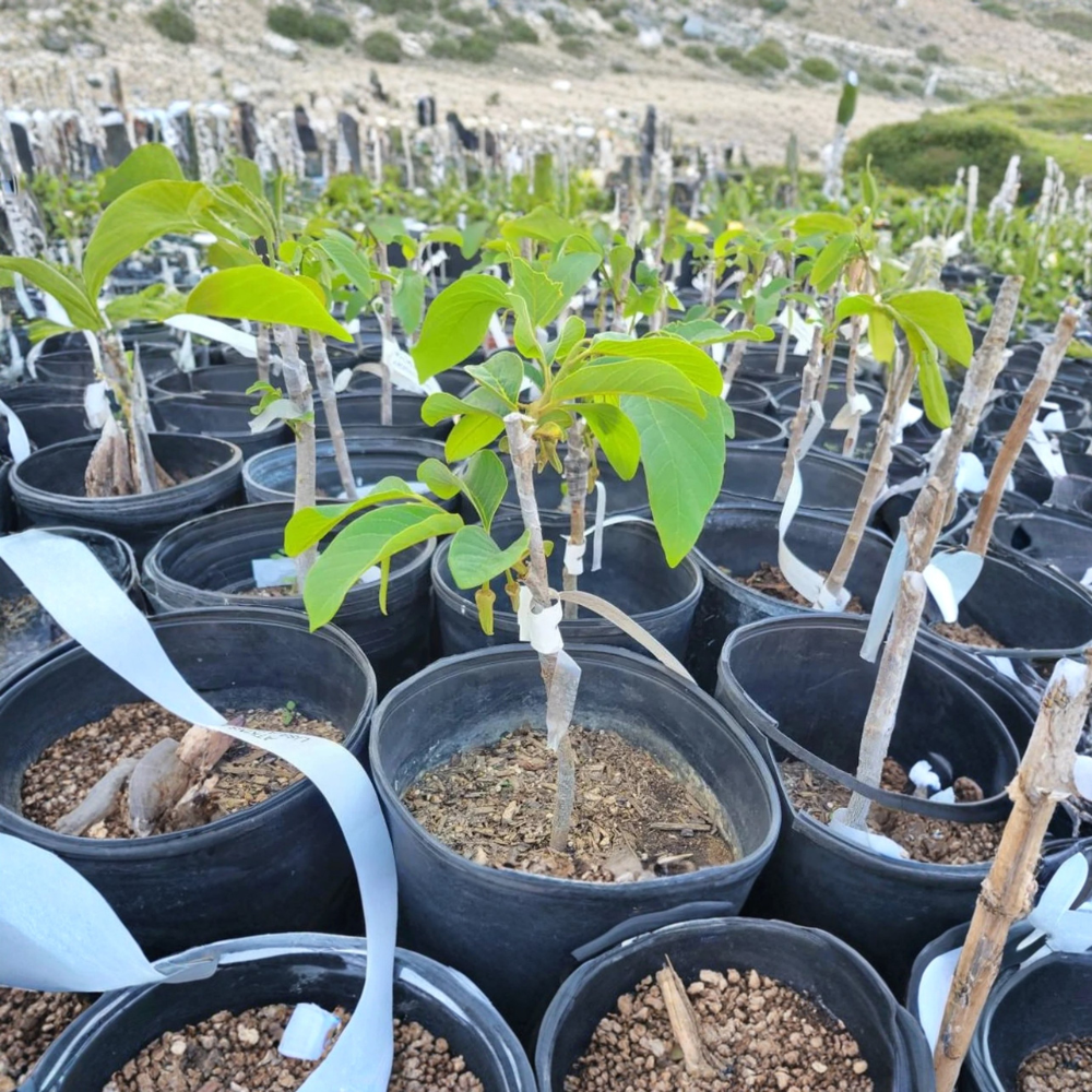 Lisa Atemoya – Annona atemoya ‘Lisa’ Live Grafted Plant | 1 Foot Tall | Ships in 3 Gallon or 6" Pot  Sweet Creamy Fruit | Hybrid Annona | Tropical Backyard Favorite