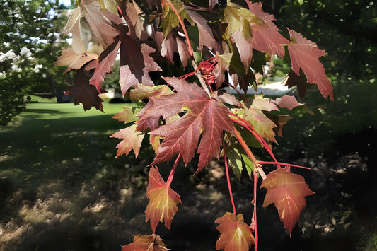 Freeman Freemans Maple (Acer x freemanii dry seed)