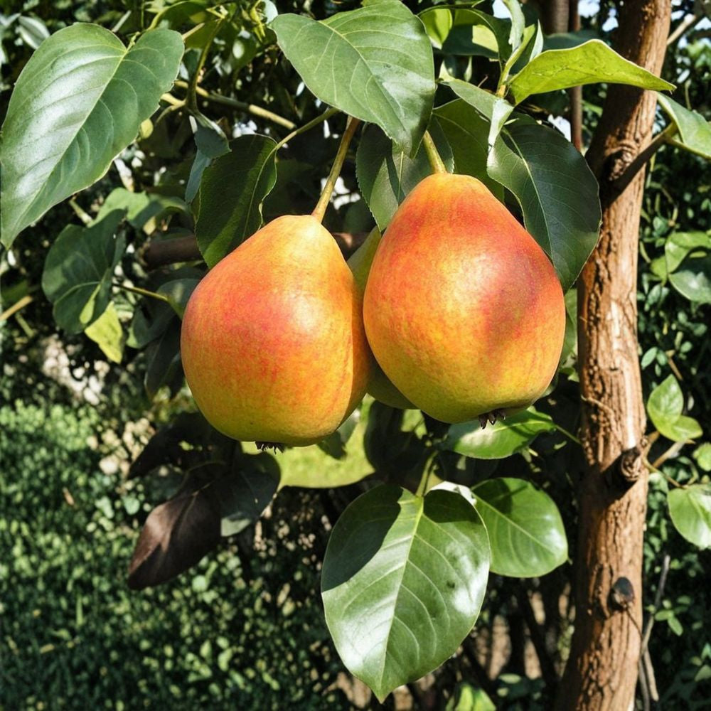 Ayers Pear Scion Wood – Pyrus communis ‘Ayers’ 3 Fresh Cuttings | 8–12 Inches | For Grafting or Rooting  Sweet “Sugar Pear” Variety | Mid-Season Harvest | Hardy Zones 5–8