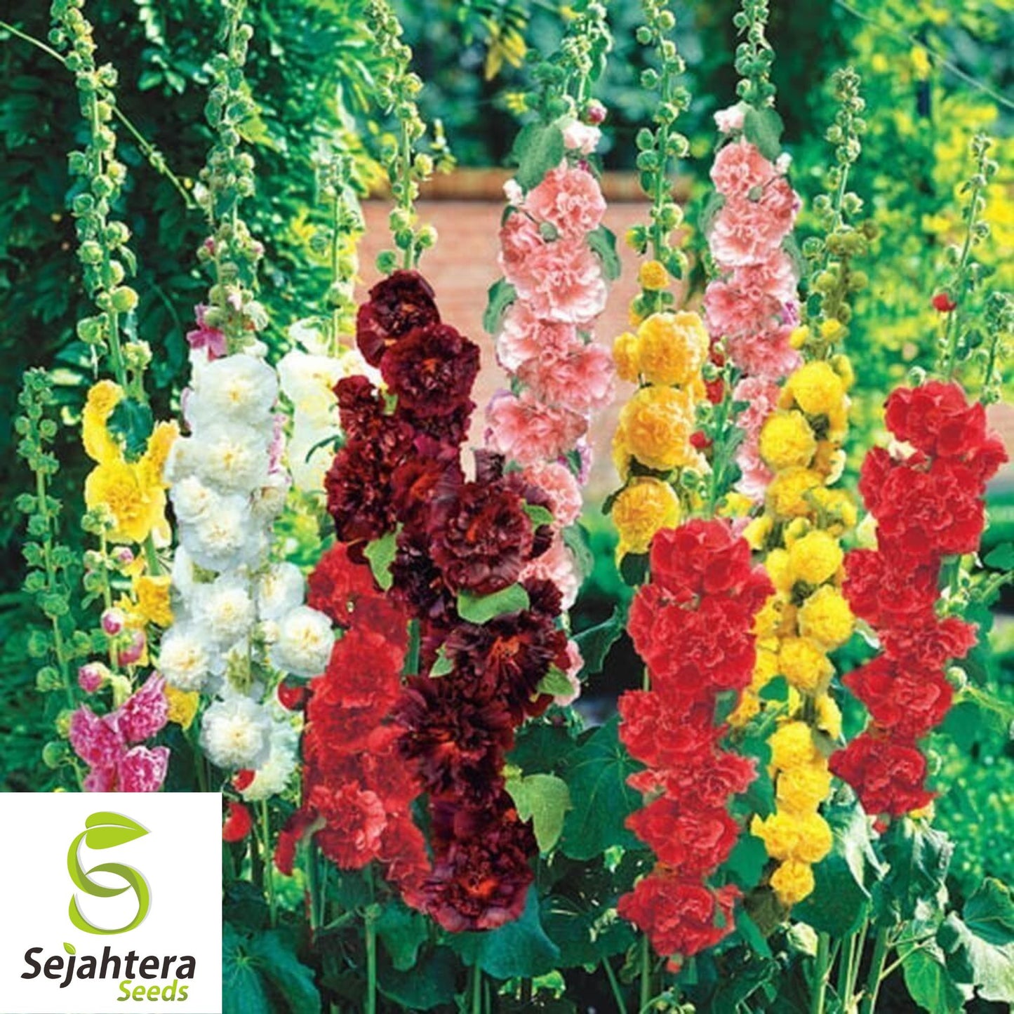 Hollyhock Mix Seeds - 120+ Heirloom - Huge Blooms, Pollinator-Friendly & Rare