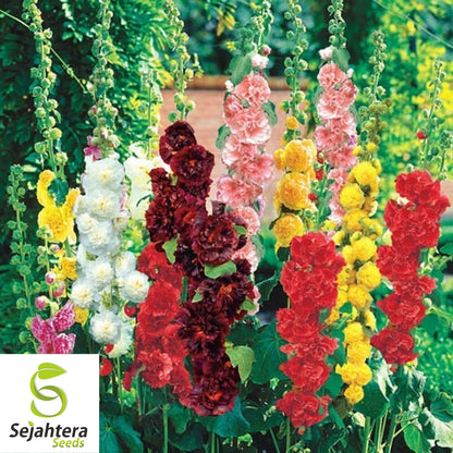 Hollyhock Mix Seeds - 120+ Heirloom - Huge Blooms, Pollinator-Friendly & Rare