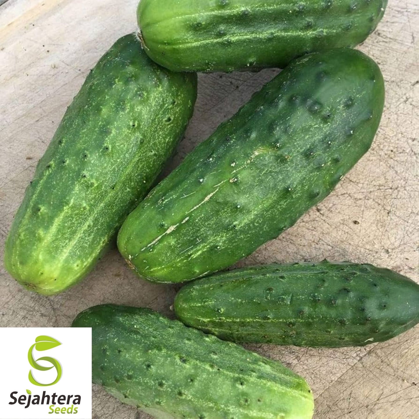 National Pickling Cucumber Seeds 50+ | Heirloom Vegetable NON-GMO USA