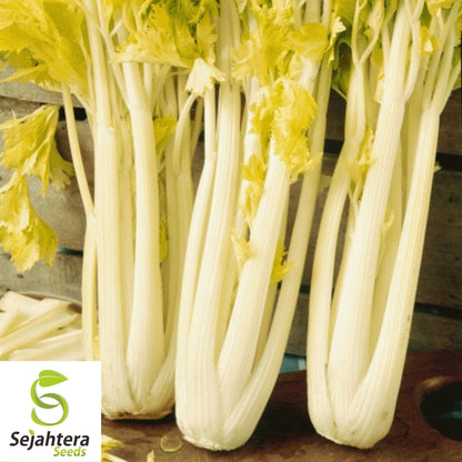 Golden Pascal Celery Seeds 500+ | Stringless Vegetable NON-GMO Garden USA