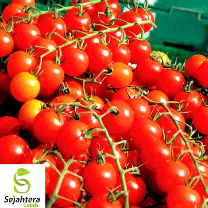 120+ Waterfall Tomato Seeds - Heirloom, Organic, Non-GMO, Sweet & High-Yield