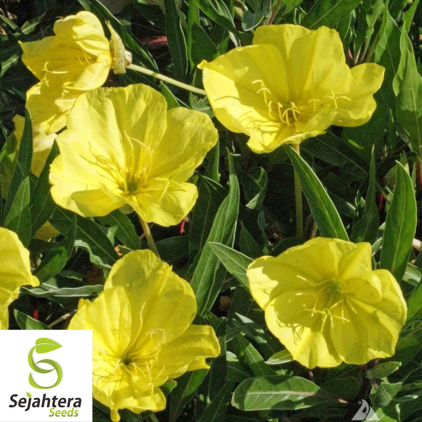 Evening Primrose Seeds 500+ | Yellow Dwarf Perennial Flowers USA
