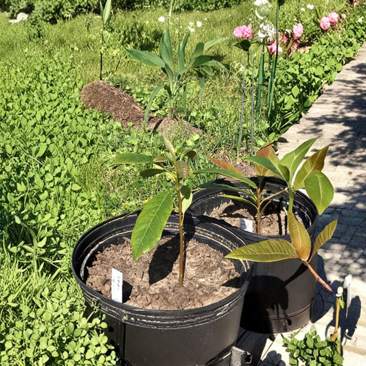 Hass Avocado Tree – Persea americana Live Seedlings | 5 Height Options | No Pesticides Used  Tropical Fruit Starter | Great Gift Idea | Patio & Backyard Friendly
