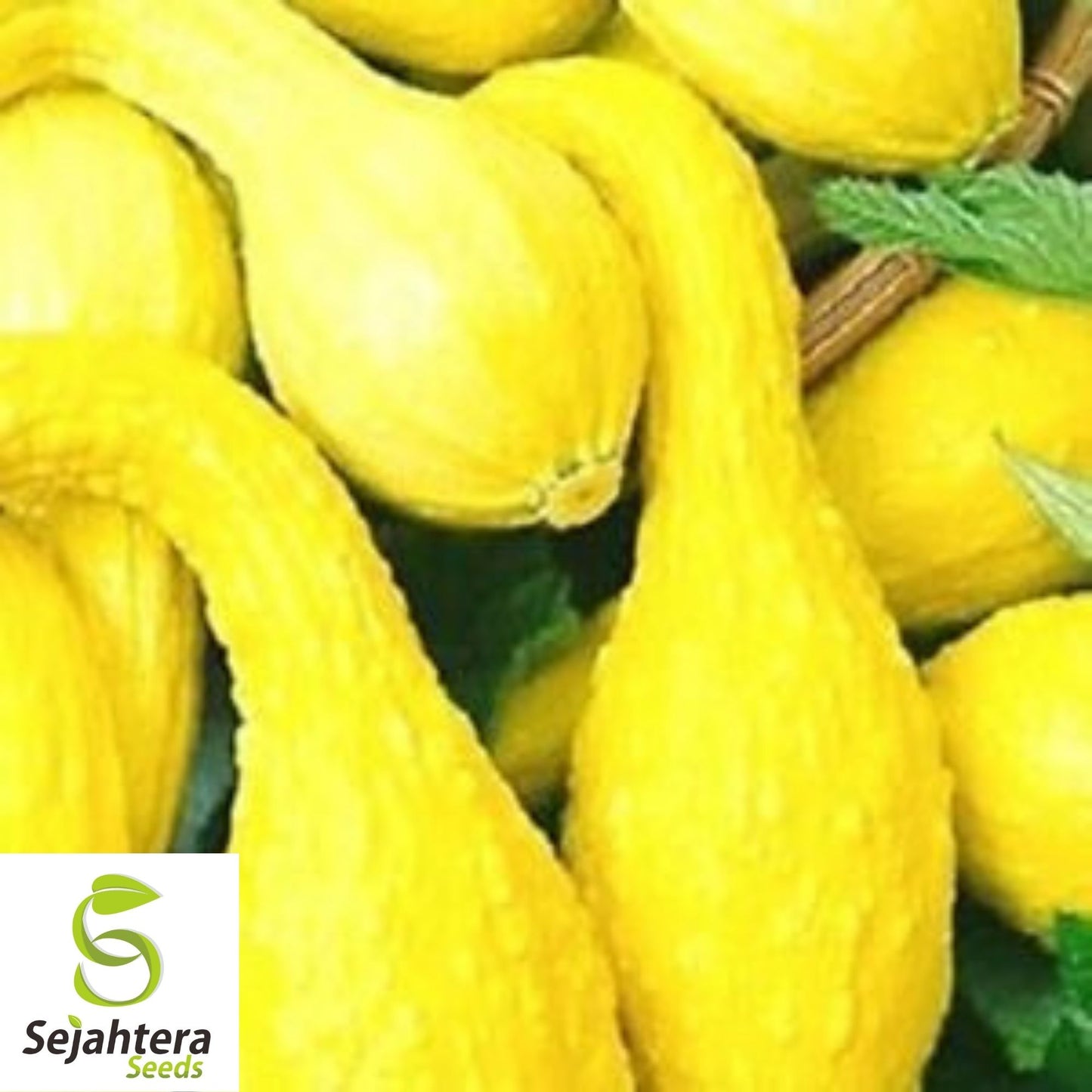 Crookneck Squash Seeds 30 Ct | Golden Yellow Summer Vegetable Garden USA